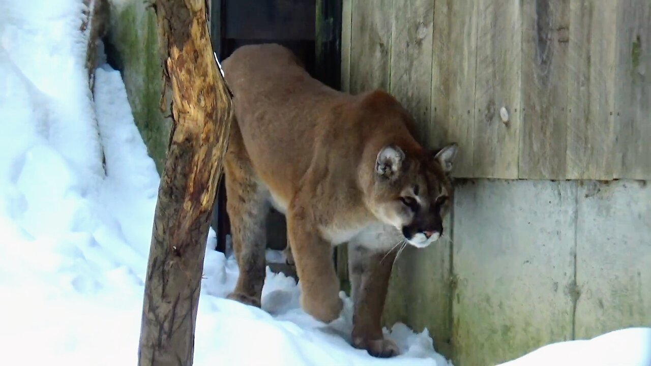 Mountain Lion