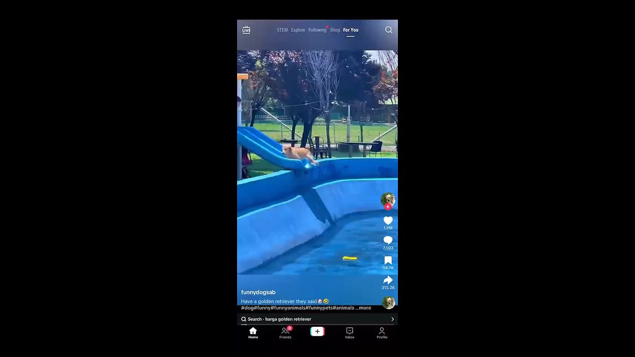 Dogs just want to have fun