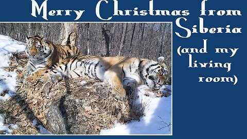 The Love of Two Tigers - and a Song from Puppiopteryx