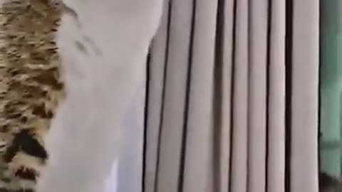 Crazy Cat Wild Energy