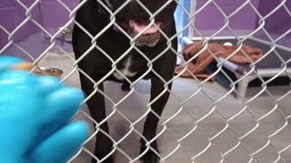 Kang 4y Pet Id 949444 kennel 17 HSSAZ shelter heavenly guy would love 2 go 4 doggie walk20251004874