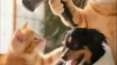 Funny cats and dogs #04