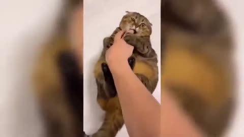 does not touch a cat in a bad mood.