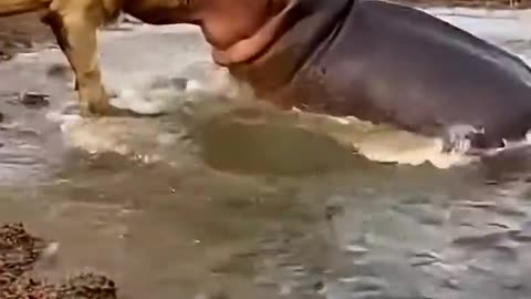 The hippopotamus grabbed the lion in its mouth