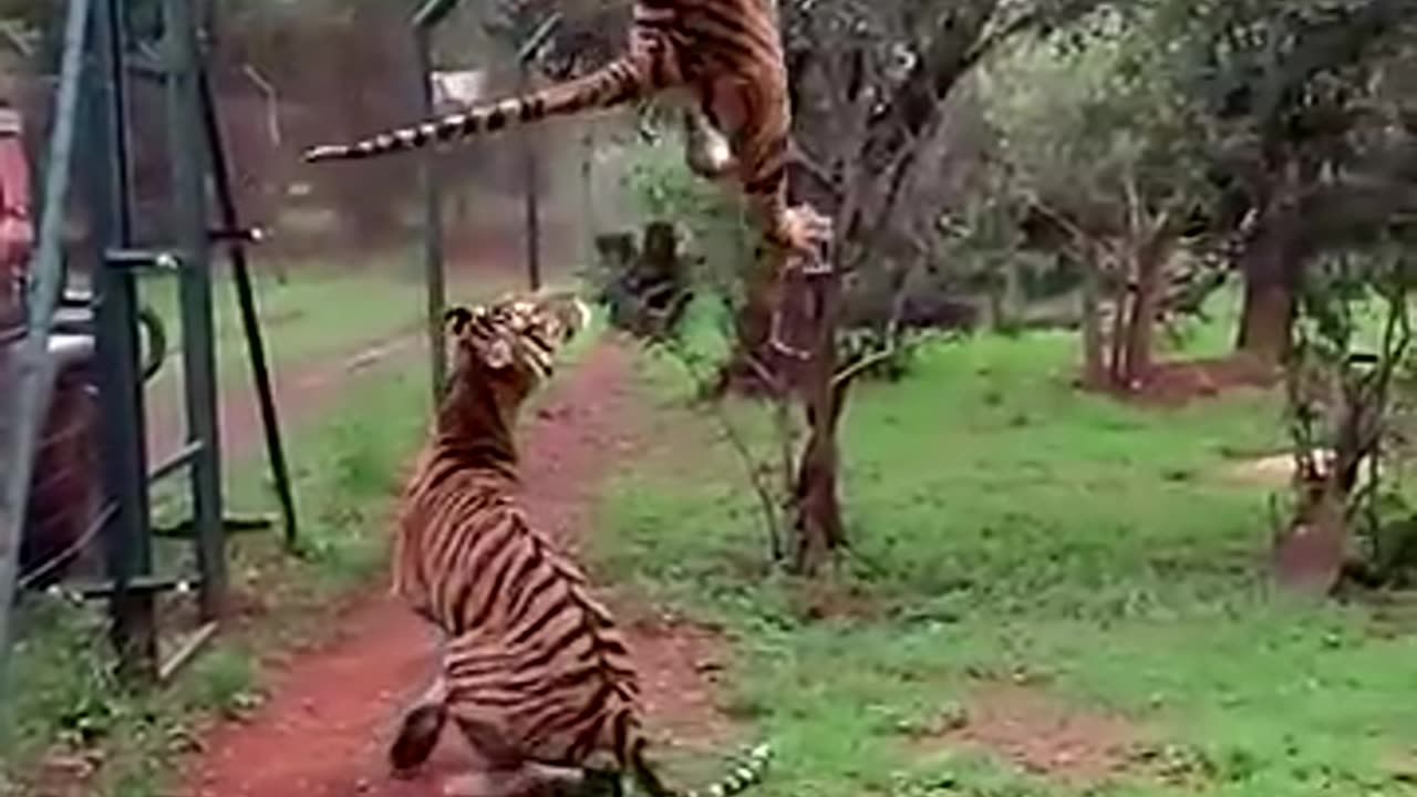 TIGER 🐅 JUMP 🦘 TO CATCH 🫴 MEAT🍖IN SLOW MOTION
