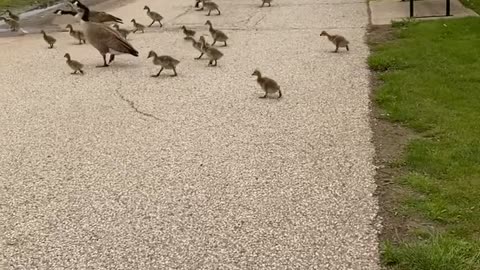 Geese Crossing