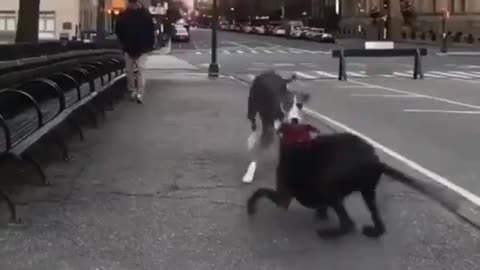 Dog sees best friend after a week