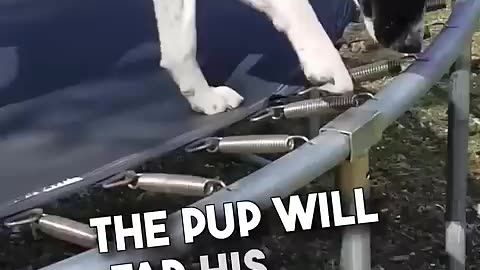 Amazing: This dog is so smart ❤️🥹 #shorts
