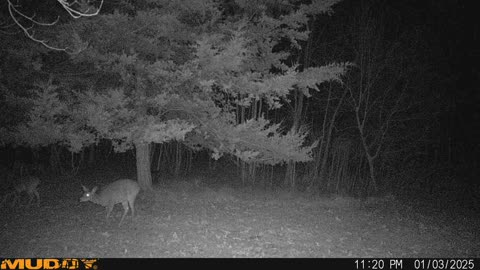 Deer