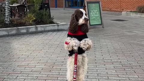 Bonnie Scoots Through Town Centre