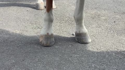 Benny Is Show Arena Ready