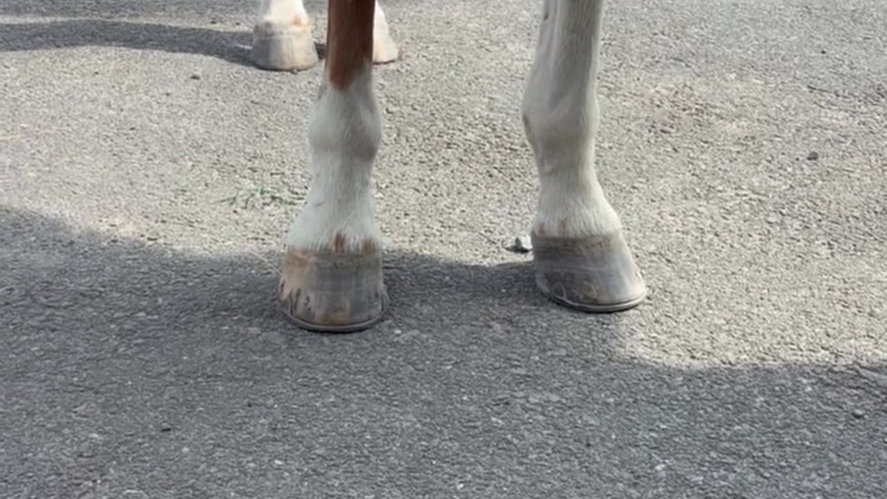 Benny Is Show Arena Ready