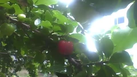 Barbados cherry with fruits, the leaves are wet due to rain, but the sun is there [Nature & Animals]