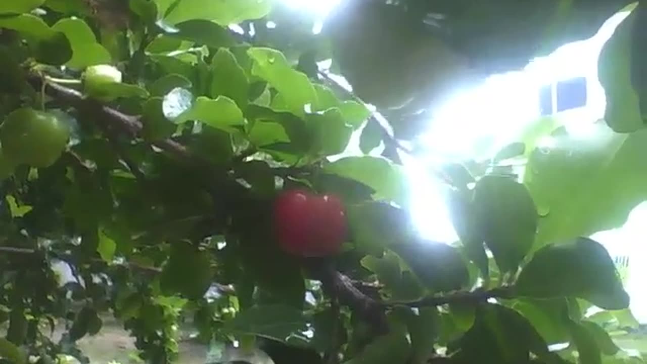 Barbados cherry with fruits, the leaves are wet due to rain, but the sun is there [Nature & Animals]