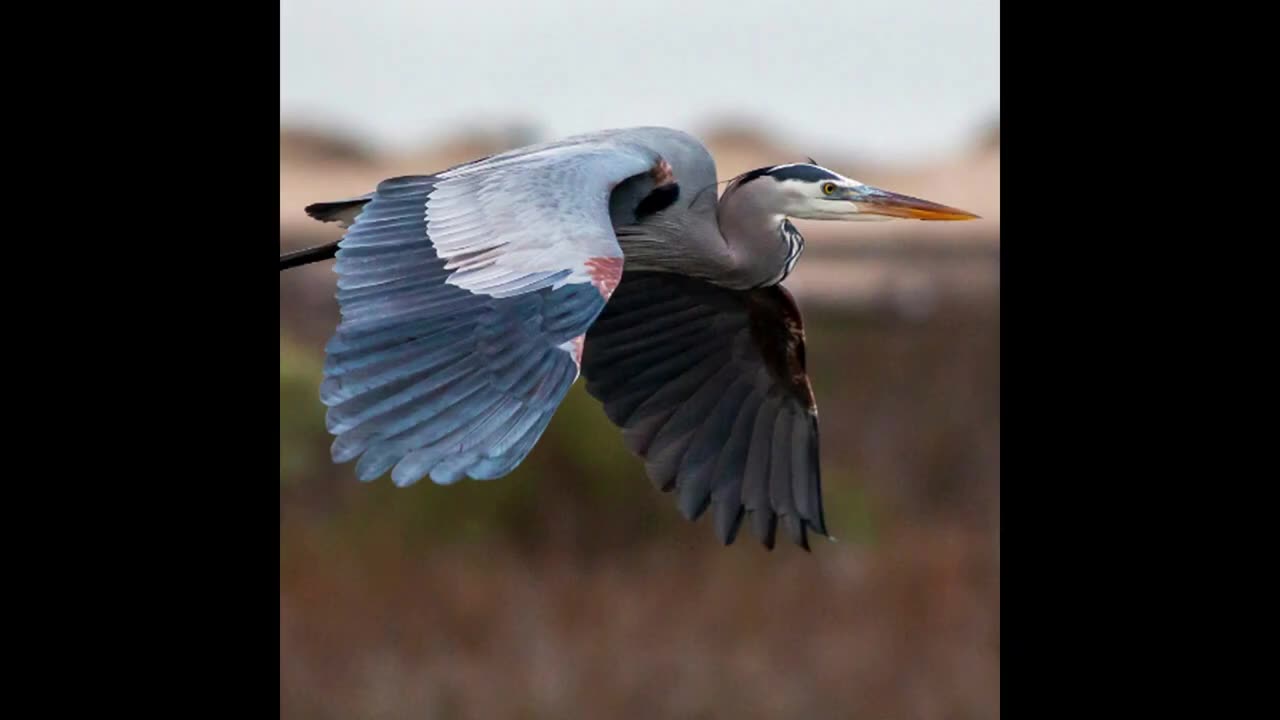 The Shaman and The Blue Heron