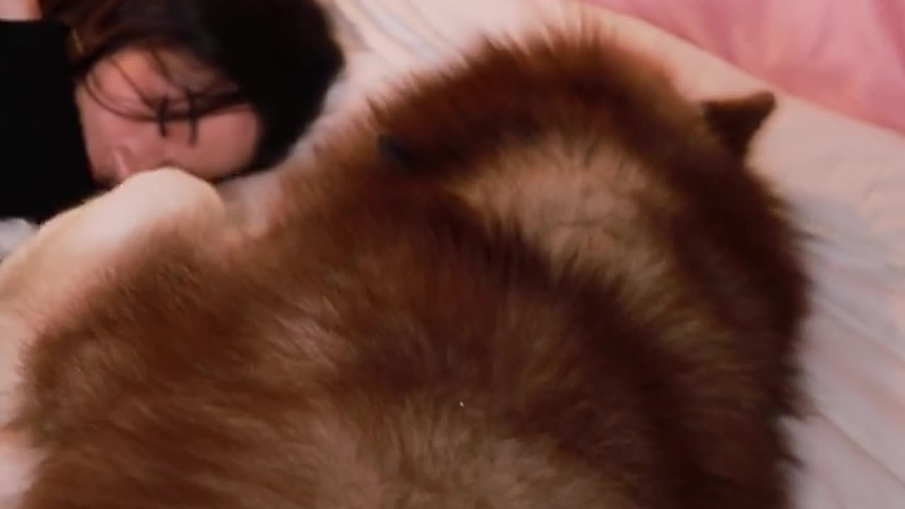 BED TIME DOG BEST TIME WITH BOSS VIRAL