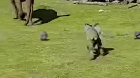 Cute Baby Elephant Trips While Playing With Birds