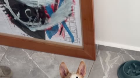 Dog With Angry Eyebrows