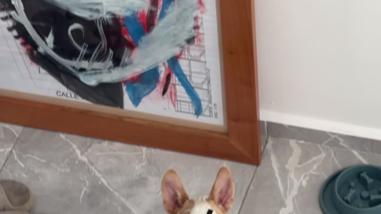 Dog With Angry Eyebrows