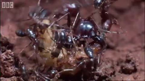 ‎Types of Army Ants | Ant Attack | BBC Earth
