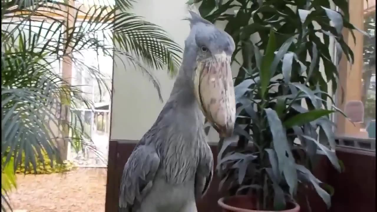 😮🔠The Shoebill Stork's Clattering Sounds Like a Machine Gun! | FeedMyCuriosity