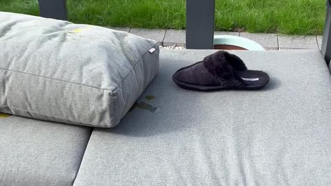 Weiner Dog Pees on Outdoor Furniture