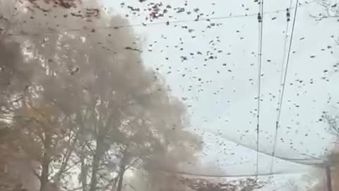 Anti-Drone Netting Covering Large Parts of Kherson City(Prewar Pop 280k)