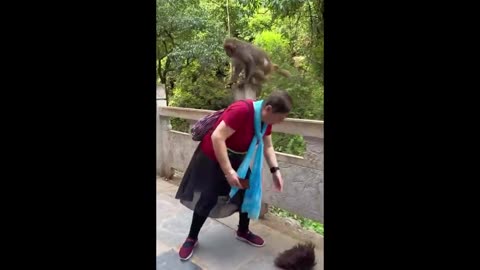 The Most Hilarious Animal Videos – Best Moments from Around the World 2026