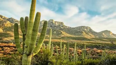 В Этом Растении Больше Омега-3, Чем В Лососе. Барбара О'Нил