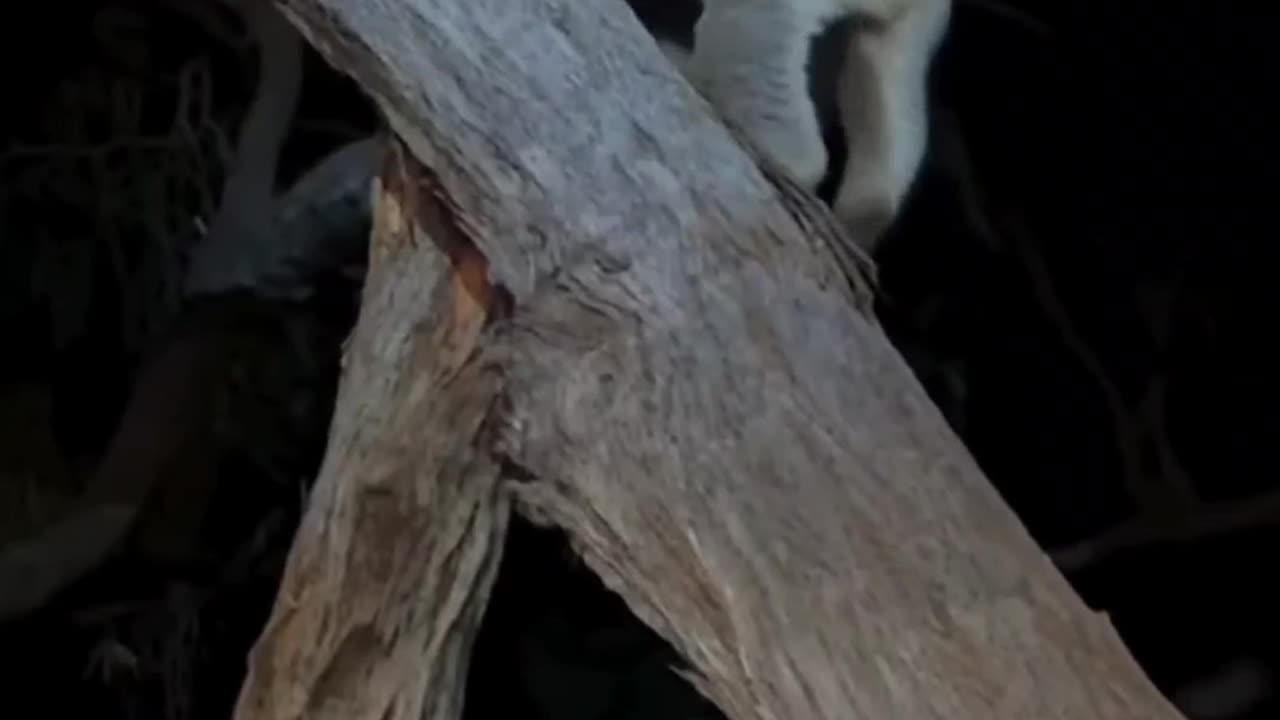 Just Ignore The Human