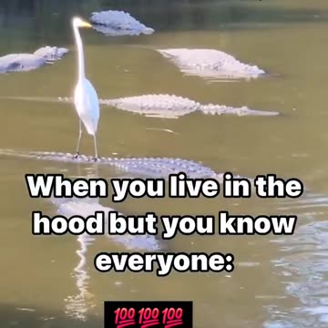 When you live in the hood but you know everyone 😐