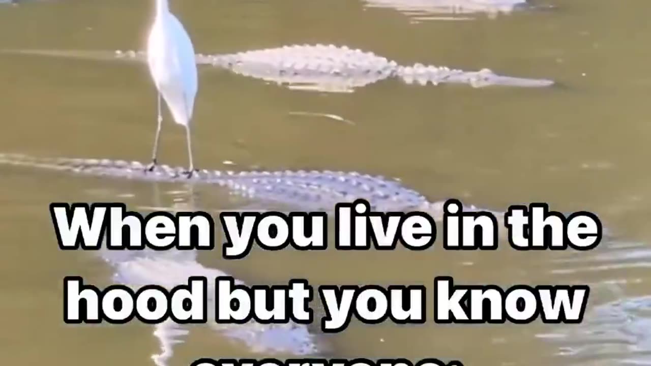 When you live in the hood but you know everyone 😐