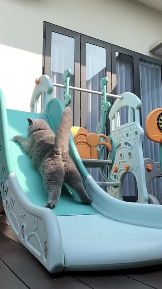 Funny Cat Videos 10 - Cats playing slide