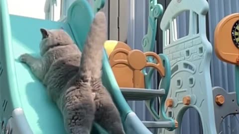 Funny Cat Videos 10 - Cats playing slide