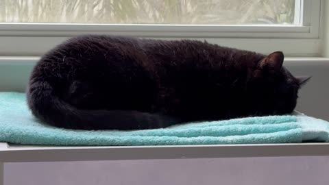 Pretty Precious Piper is Sound Asleep in Her Spa - My Adopted Shelter Cat Vlog
