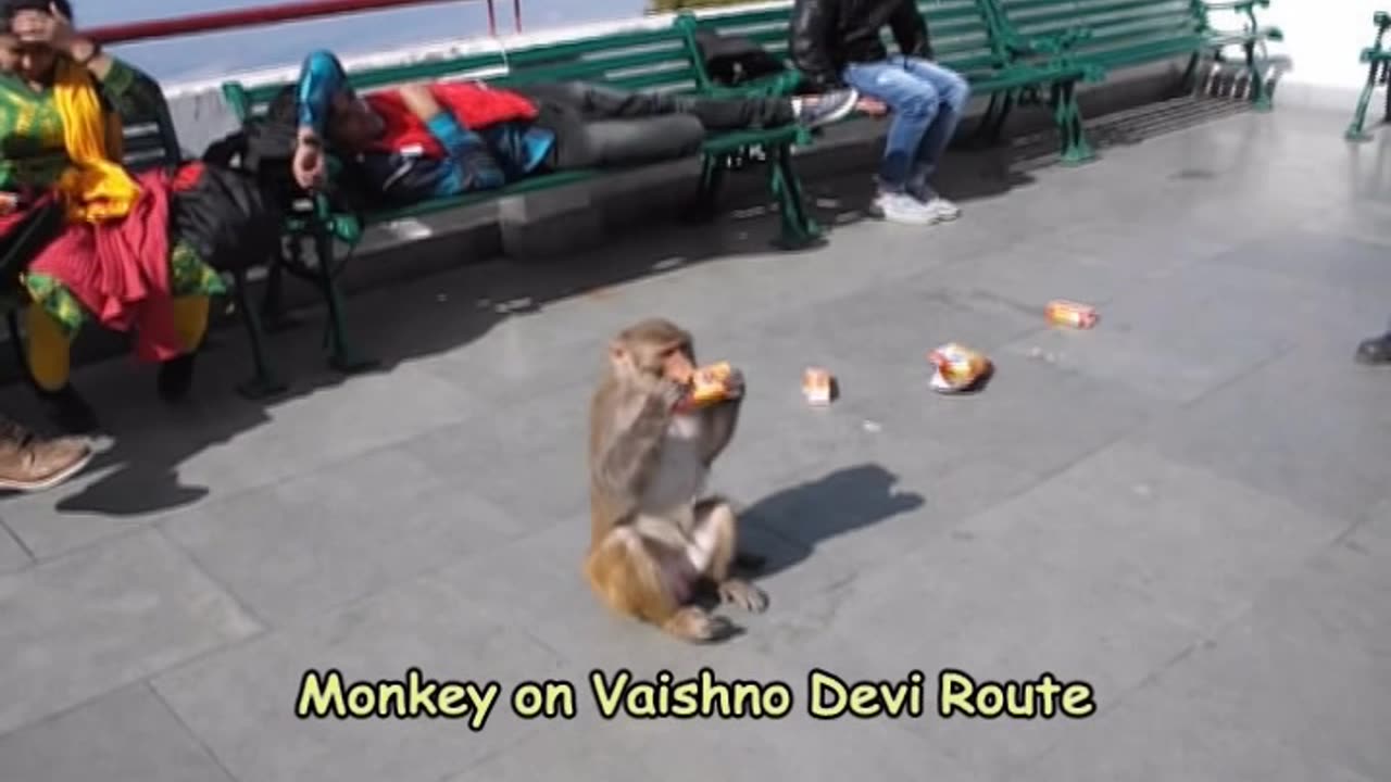 A Monkey Drinking Cold Drinks in Vaishno Devi route (Fun Video)