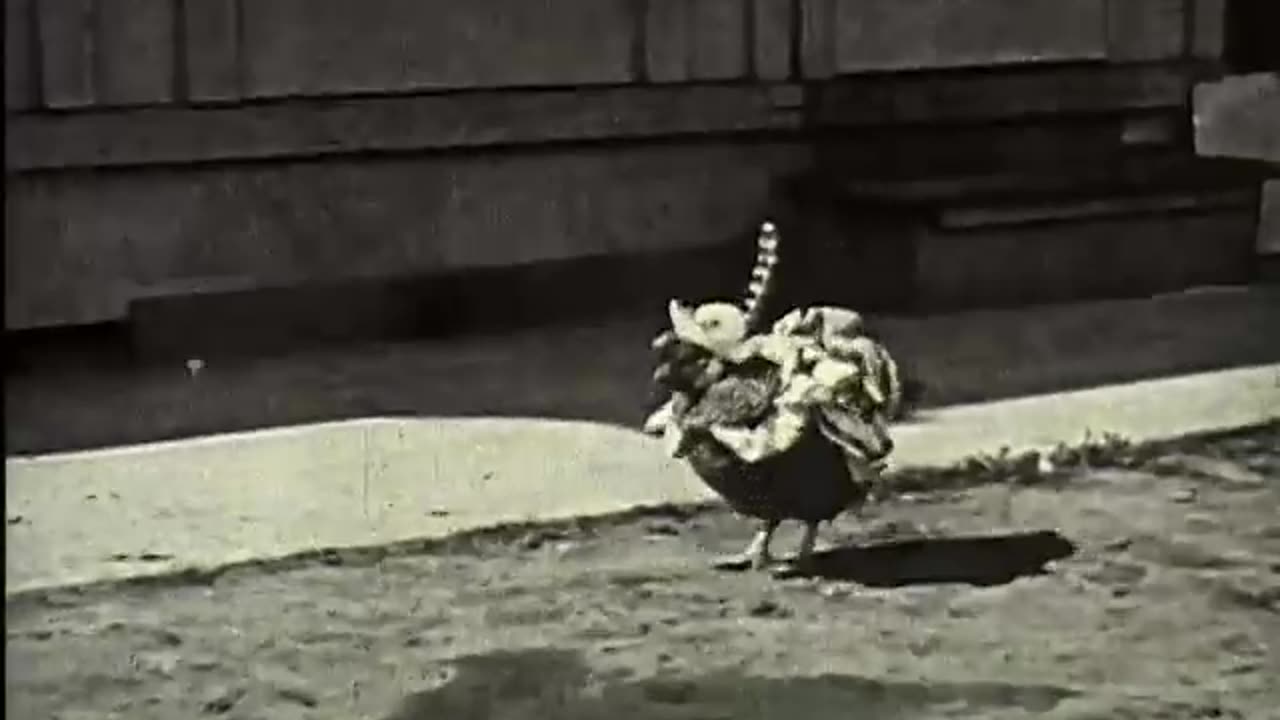 Barnyard Flappers: Feathered Follies Unleashed (1925)