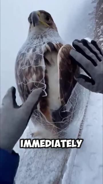 This man saw an eagle frozen in ice and managed to save it before it died of frostbite