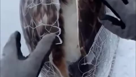 This man saw an eagle frozen in ice and managed to save it before it died of frostbite