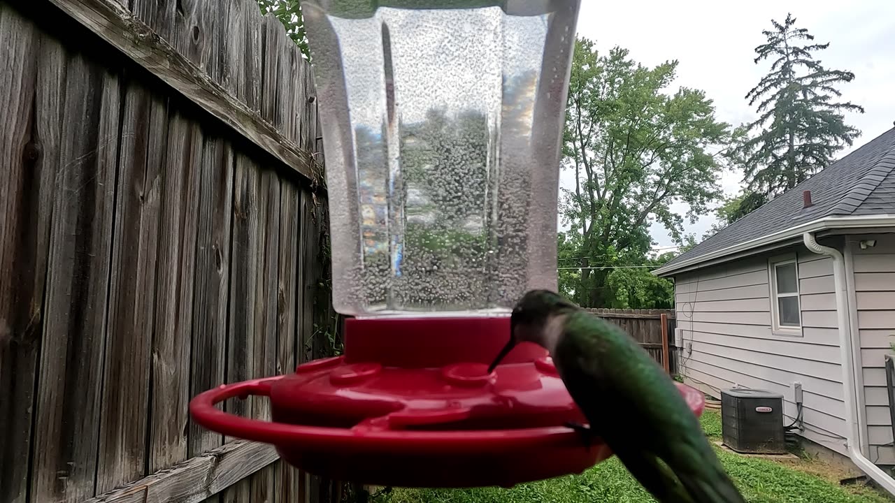 Close-up of Hummbirds Feeding
