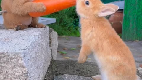 animals fun