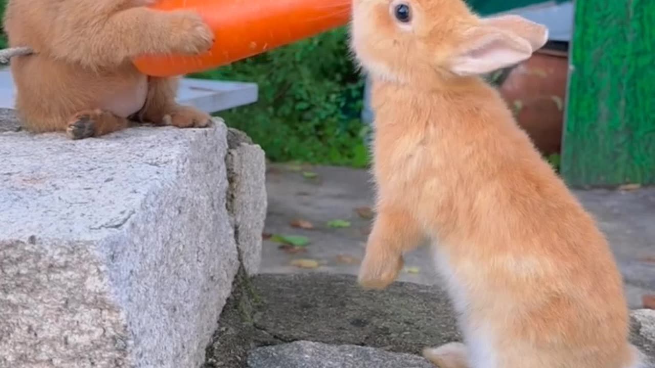 animals fun