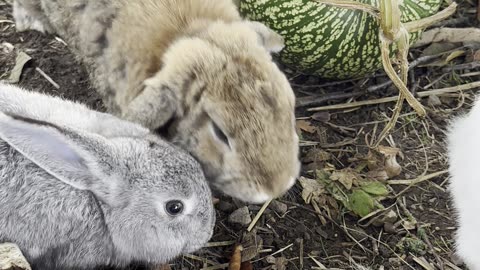 ✨ just a bunny being the cutest thing ever! soft fur, twitchy nose, and pure happiness.