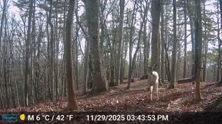 The Woods – 11/30/2025