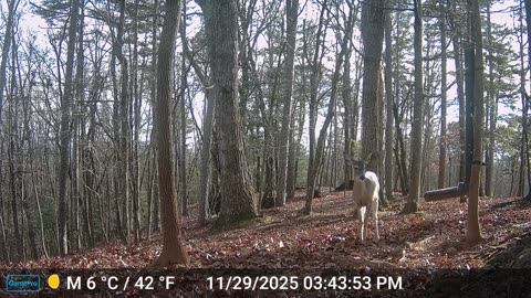 The Woods – 11/30/2025