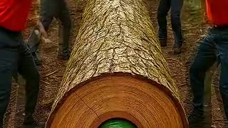 Incredible: 🐸 Unbelievable Frog Rescue Caught on Camera! Must Watch Epic Short #