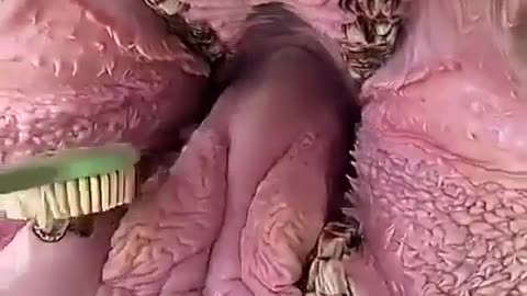 🤯✨ You Won't Believe How Hippos Get Their Teeth Clean! | FeedMyCuriosity