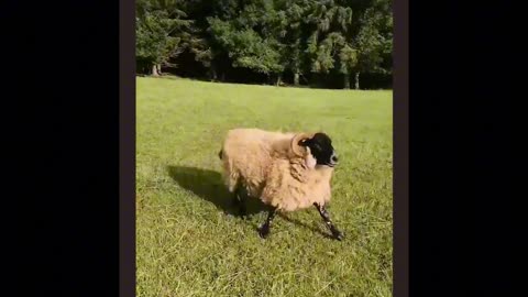 When Pets Try to Communicate With Us… Hilarious Results! 😂🐾