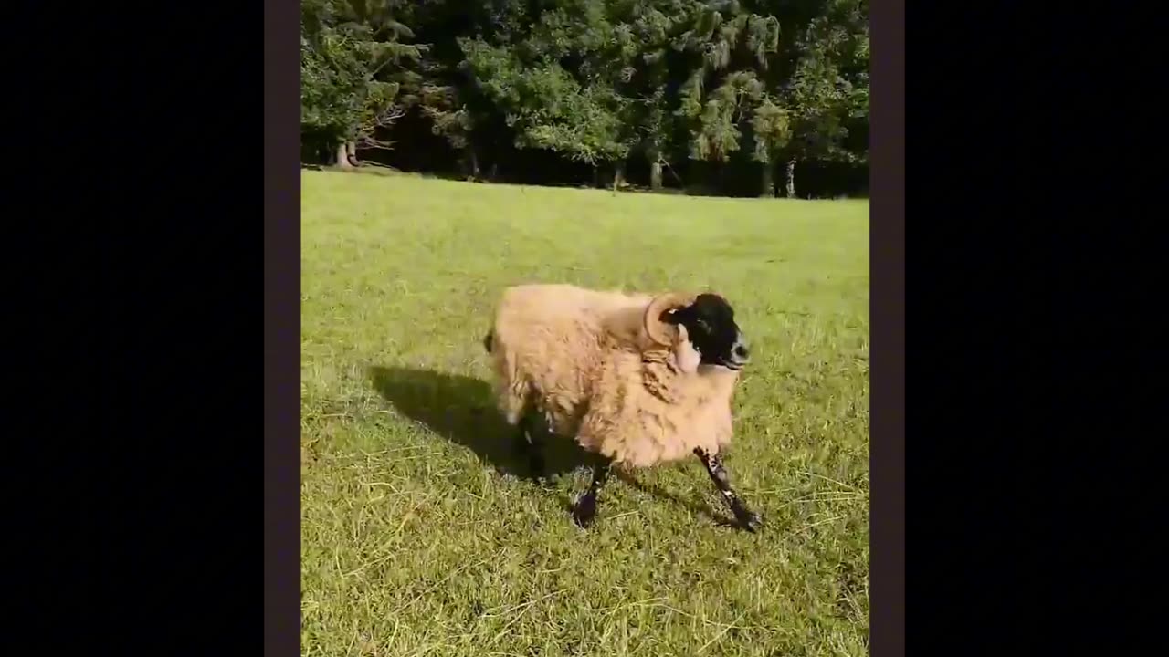 When Pets Try to Communicate With Us… Hilarious Results! 😂🐾