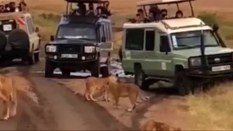 🔥tiger🐅attack#😡jungle#trending#trending video safari#shorts#viral#safari#viral video